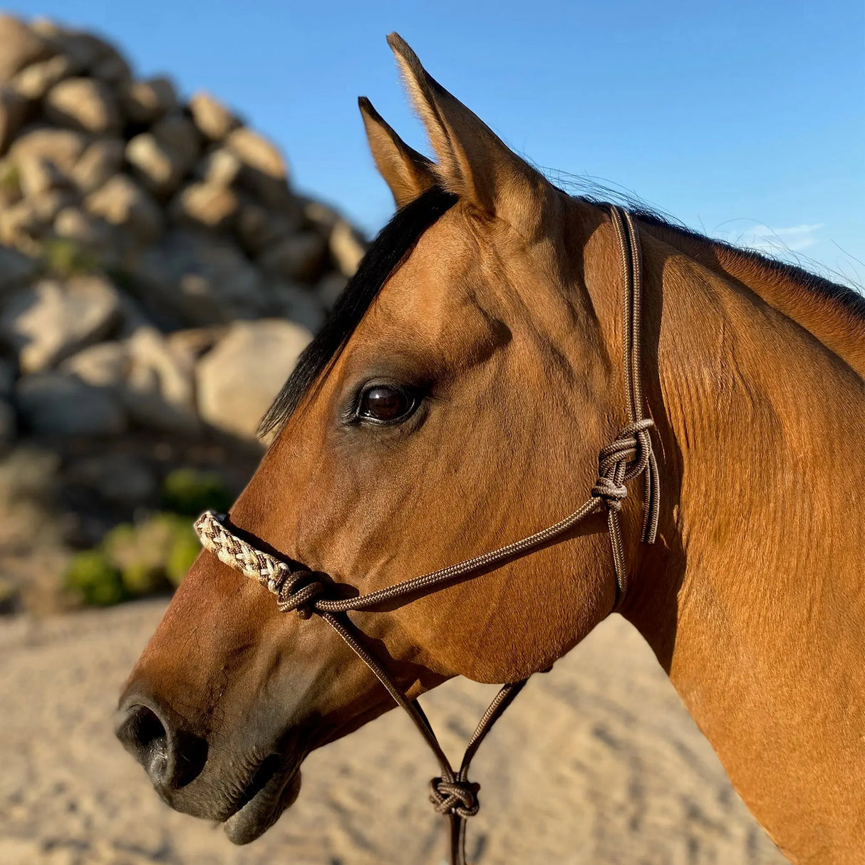 Kensington rope halter in desert sand
