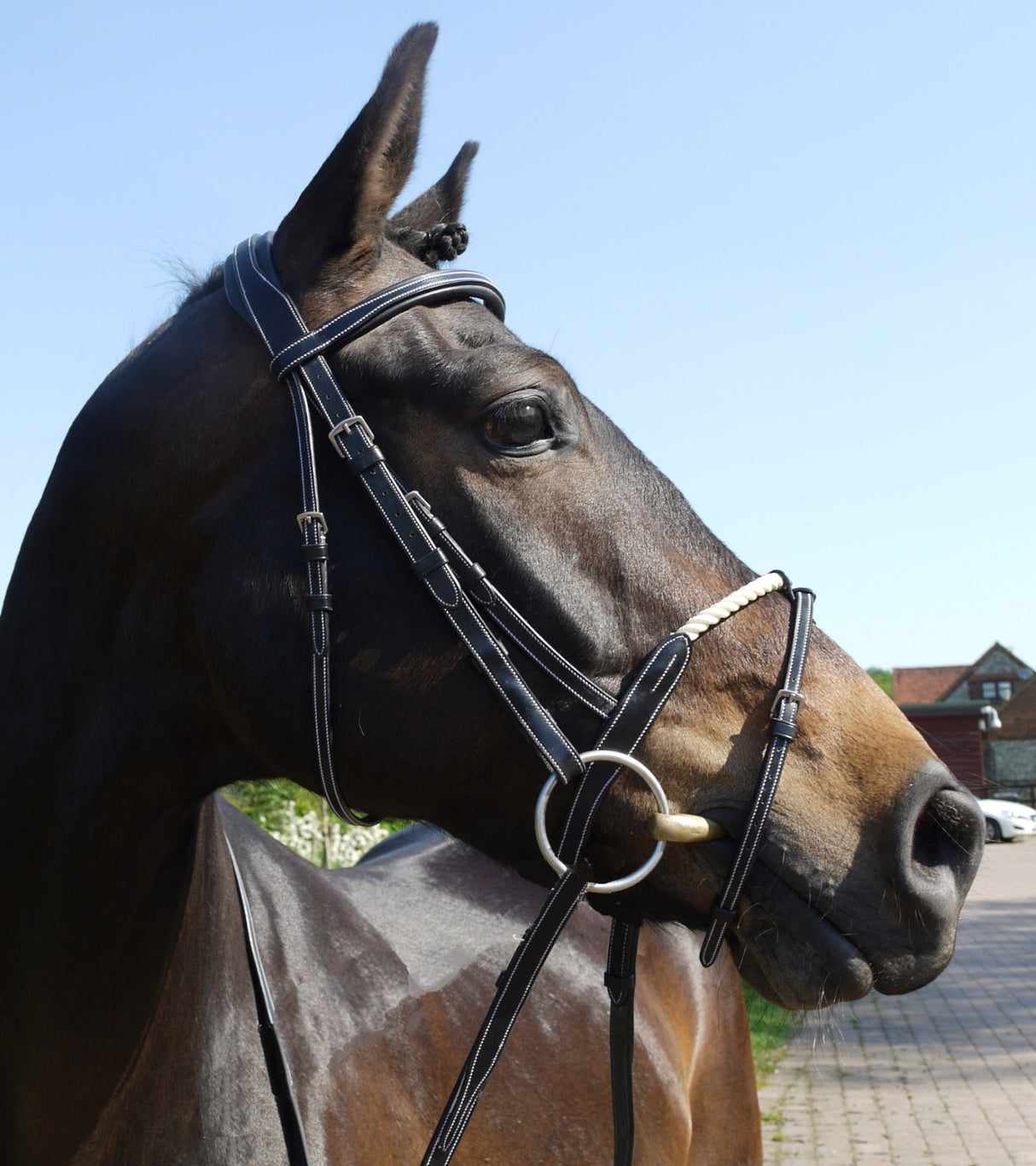Silver Crown cord flash noseband
