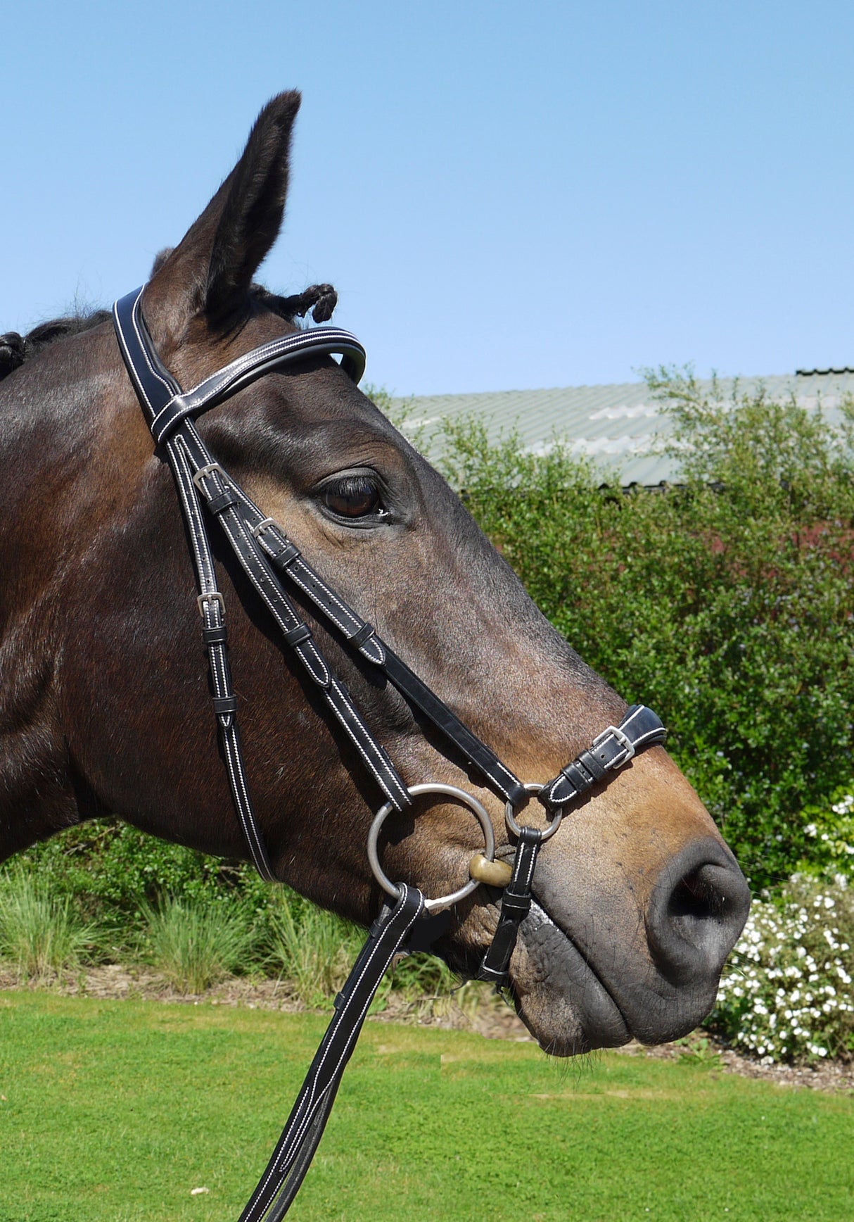 Silver Crown drop noseband