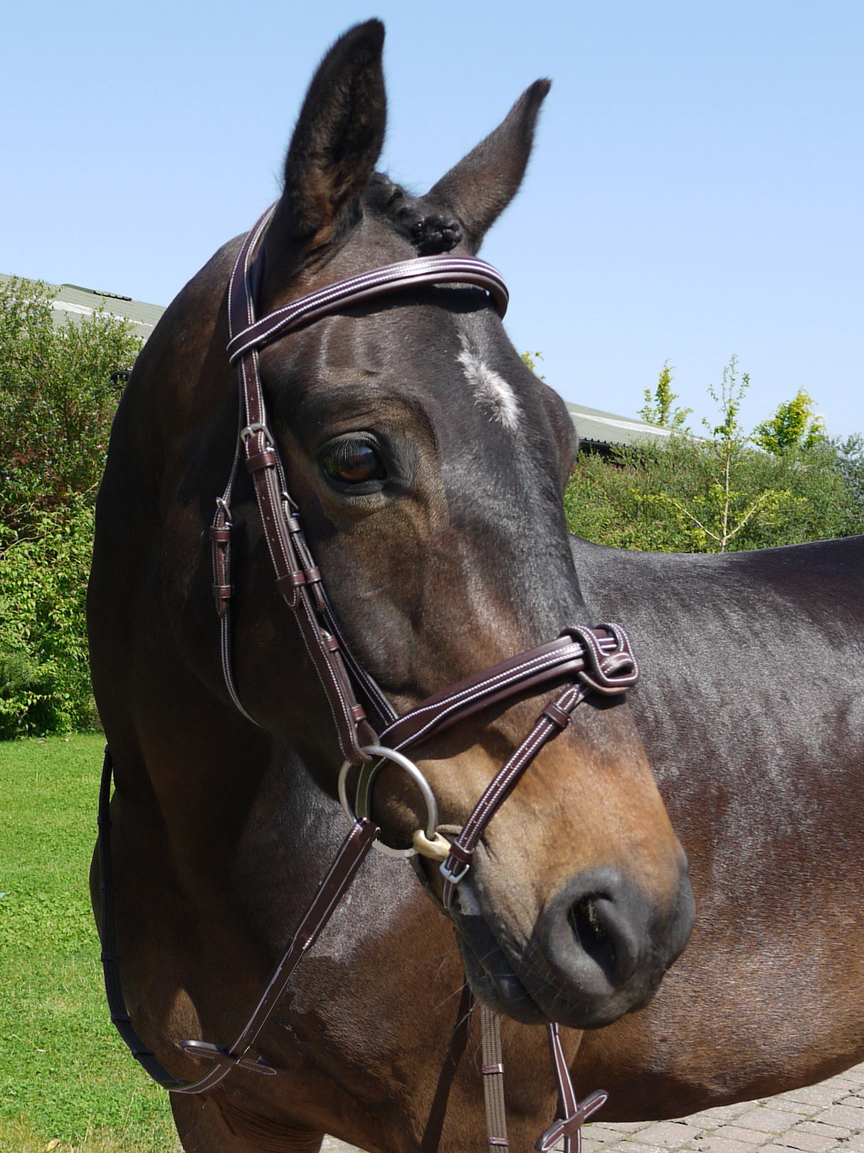 Silver Crown flash noseband