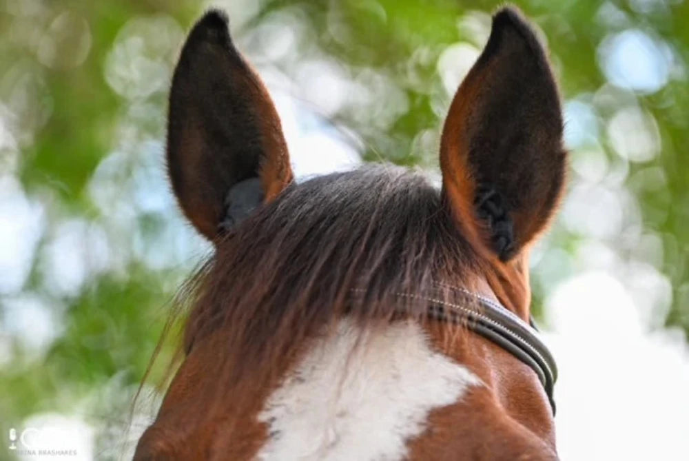 Fenwick LT (Liquid Titanium) therapeutic ear plugs (set of 3)