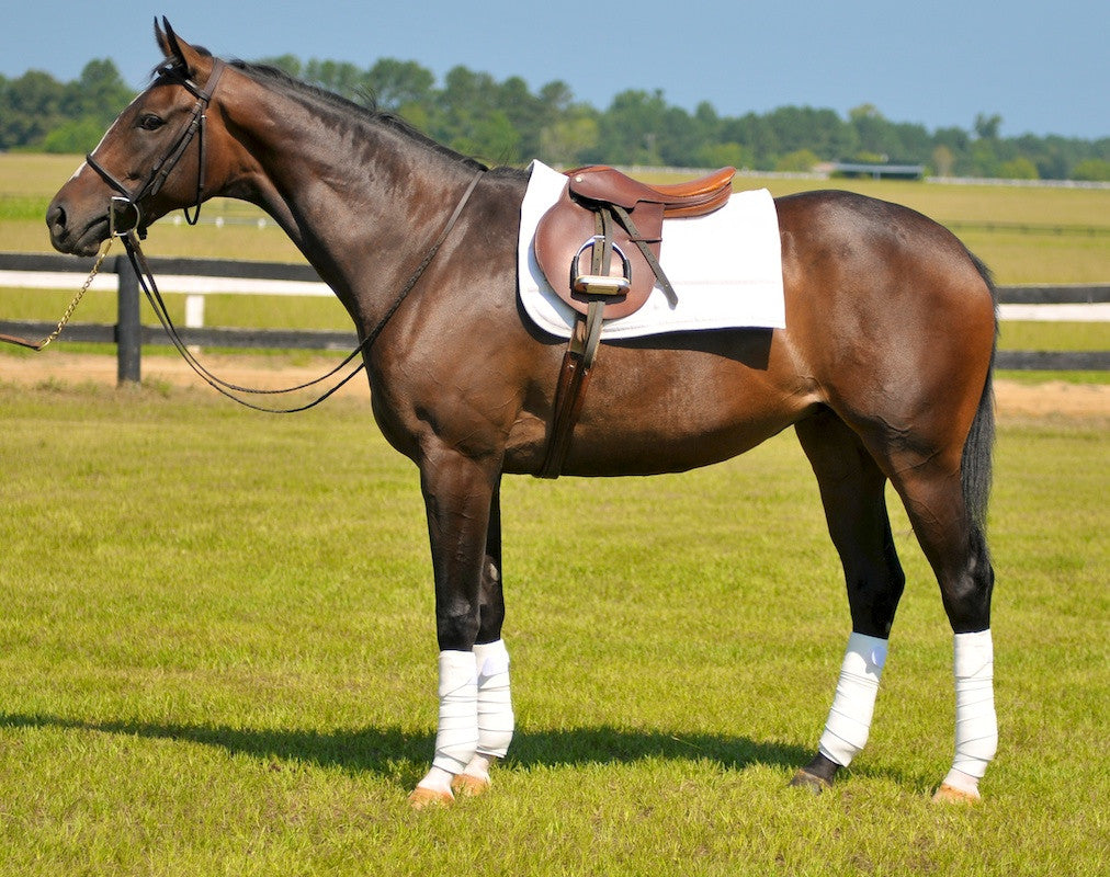 Fenwick Equsuede polo bandages (set of 4)