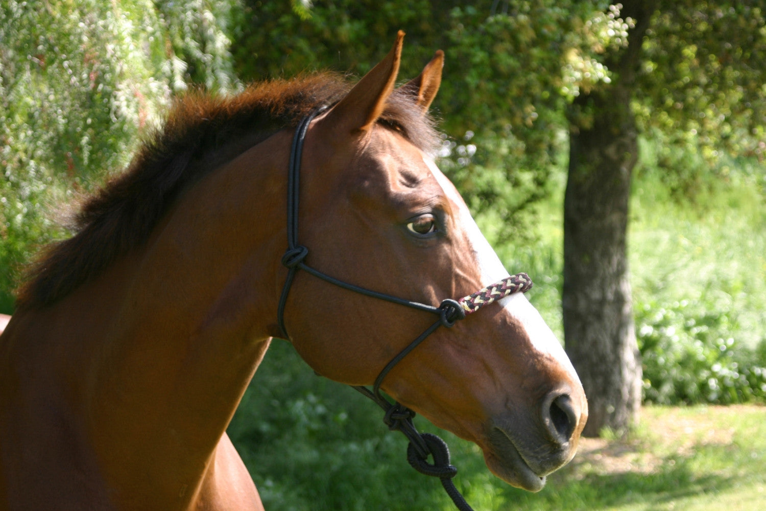 Kensington rope halter with lead rope