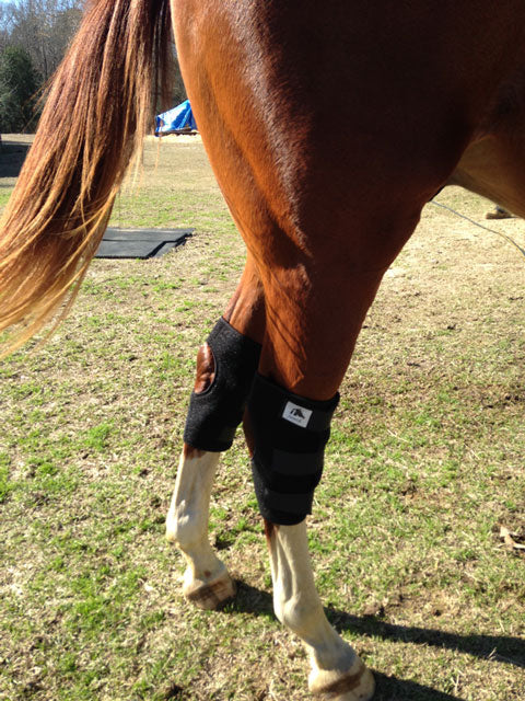 Therapeutic hock boots for horses deals