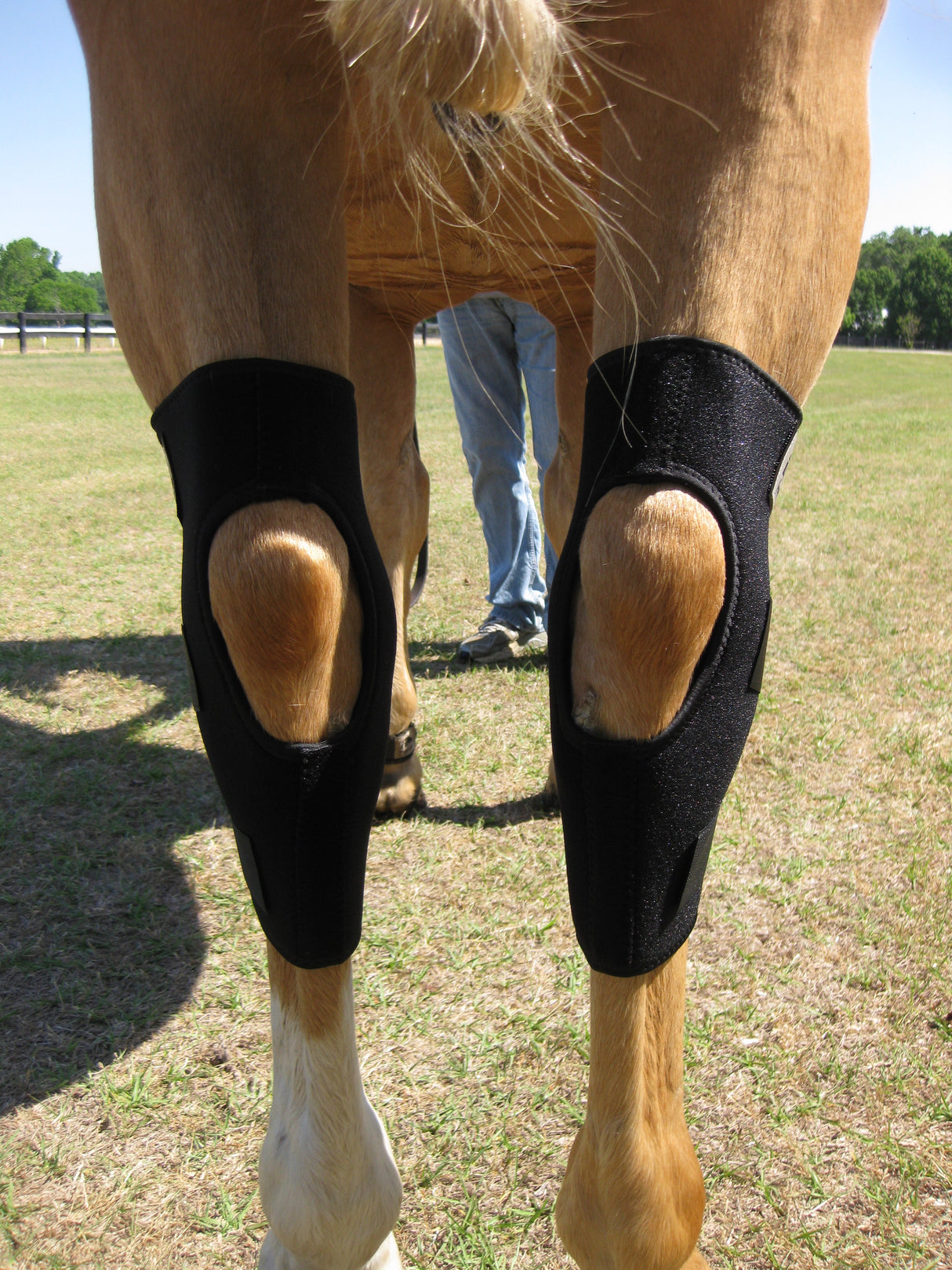 LT hock boots