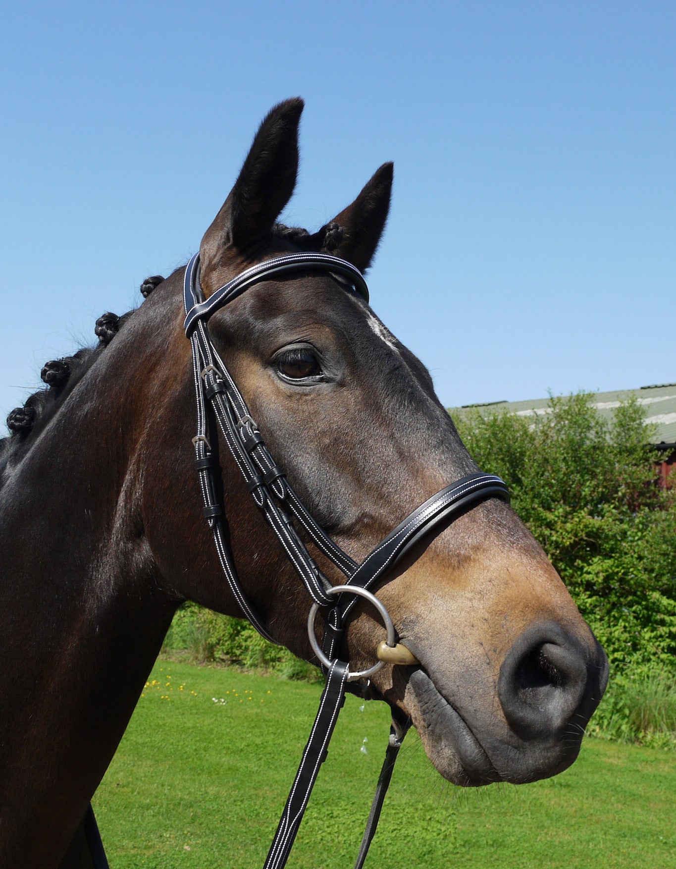 Silver Crown cavesson noseband