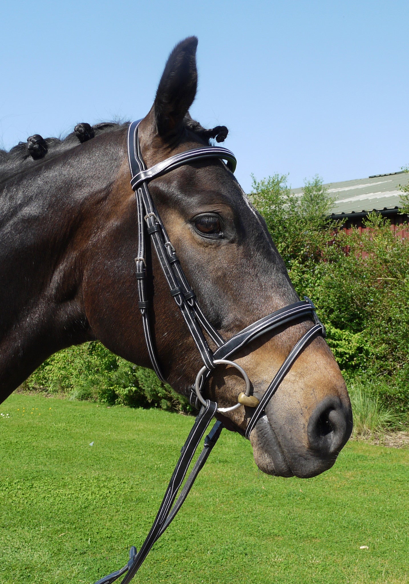 Silver Crown flash-US noseband
