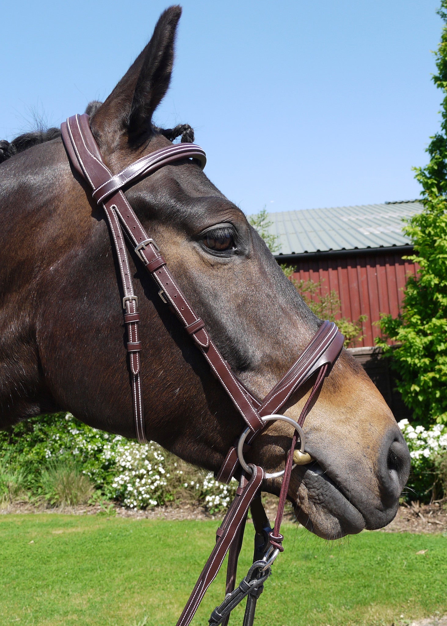  Silver Crown Valla noseband