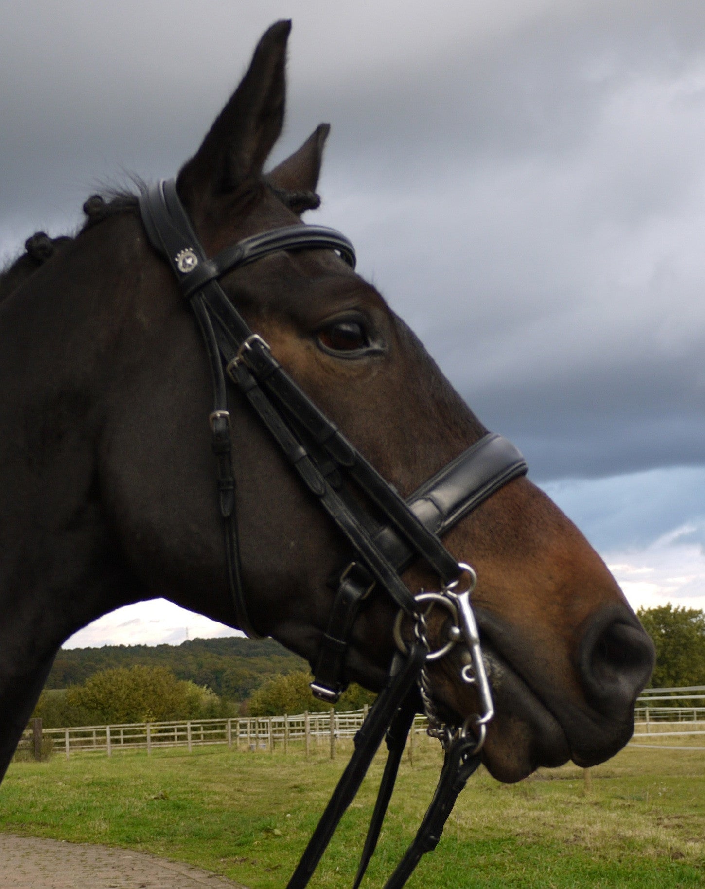 Silver Crown dressage double bridle